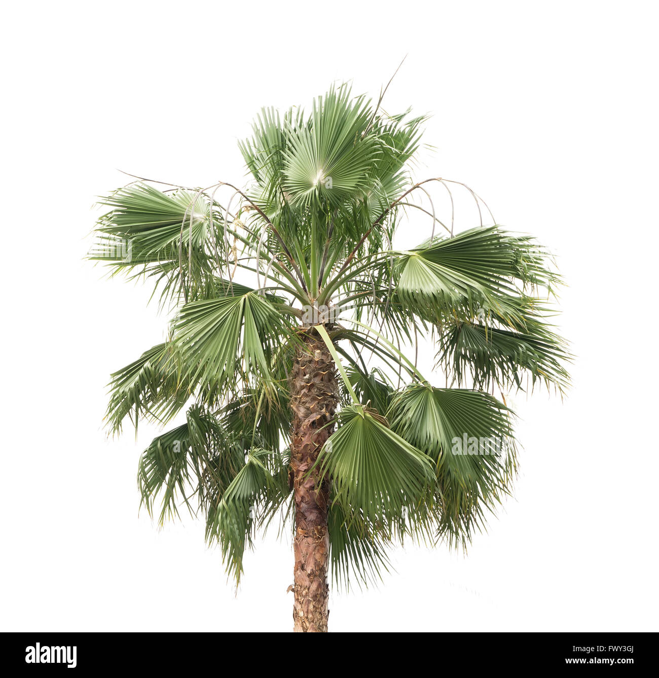 Palmier isolé sur fond blanc Banque D'Images