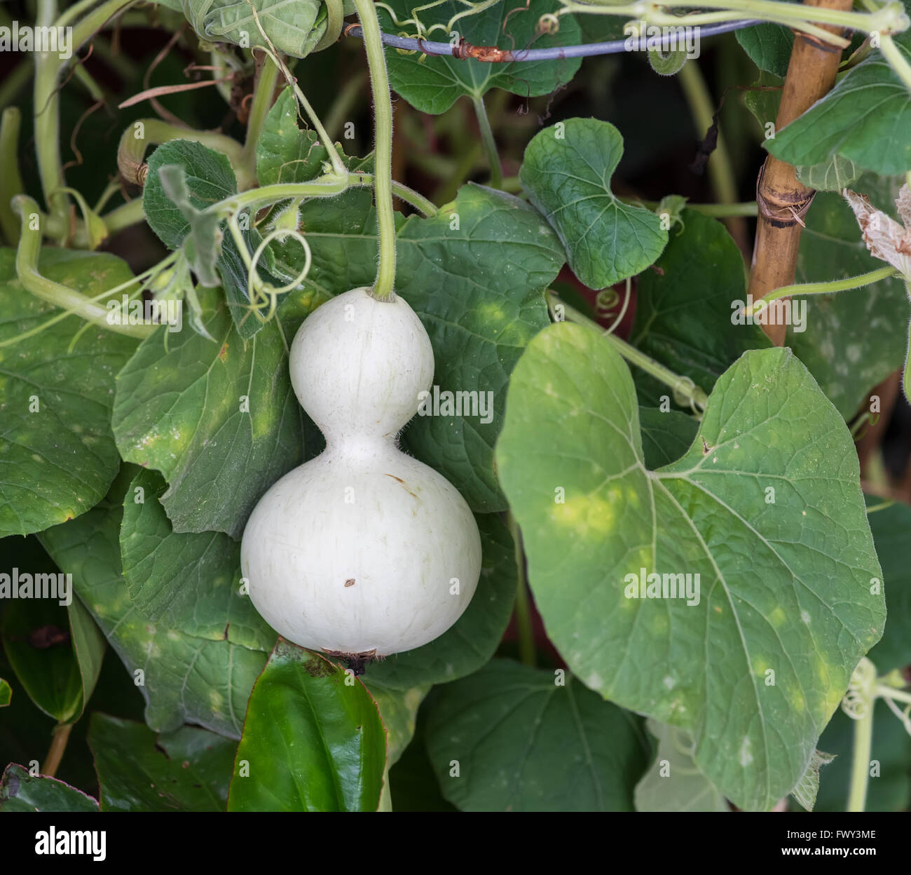 Gourde bouteille vert dans le jardin Banque D'Images