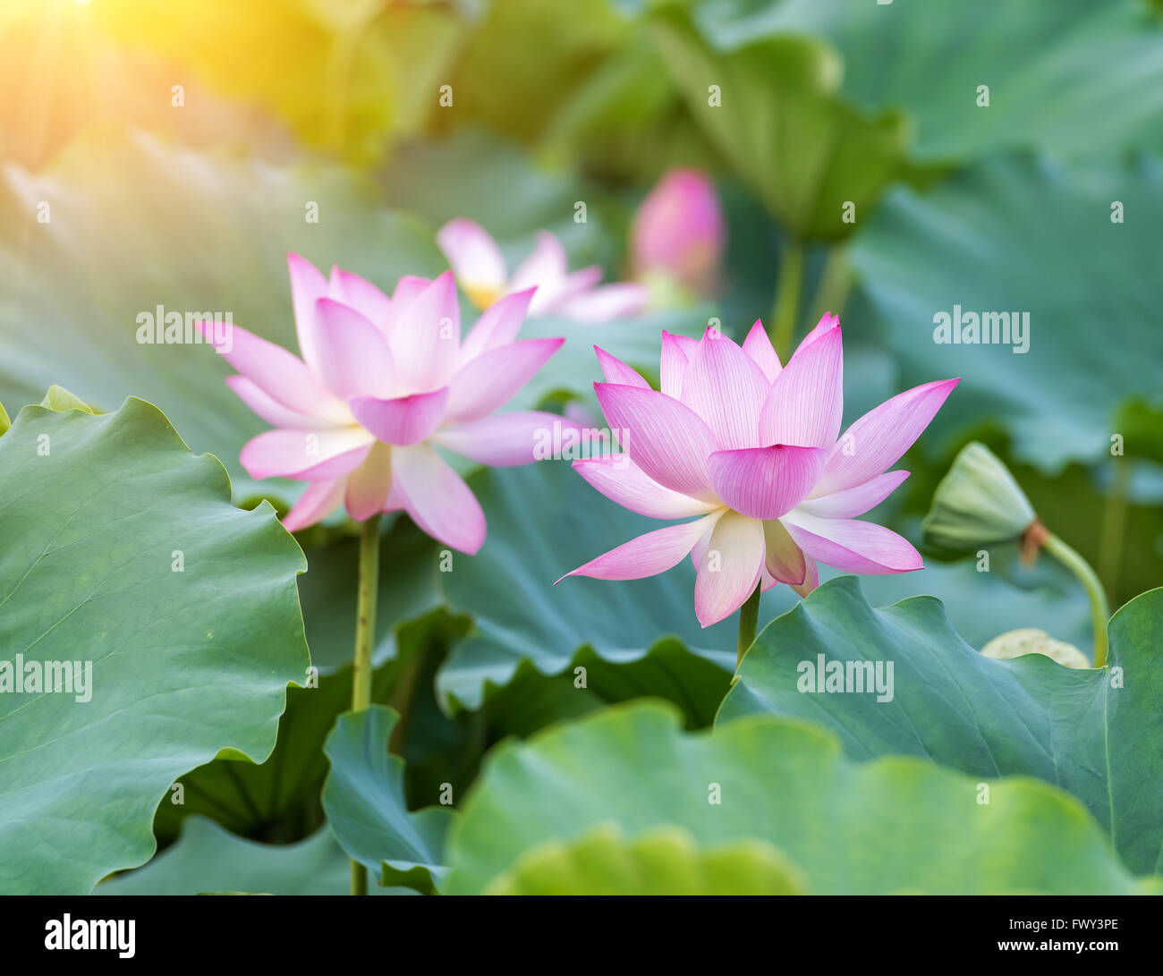 Fleur de Lotus et plantes fleur de lotus Banque D'Images