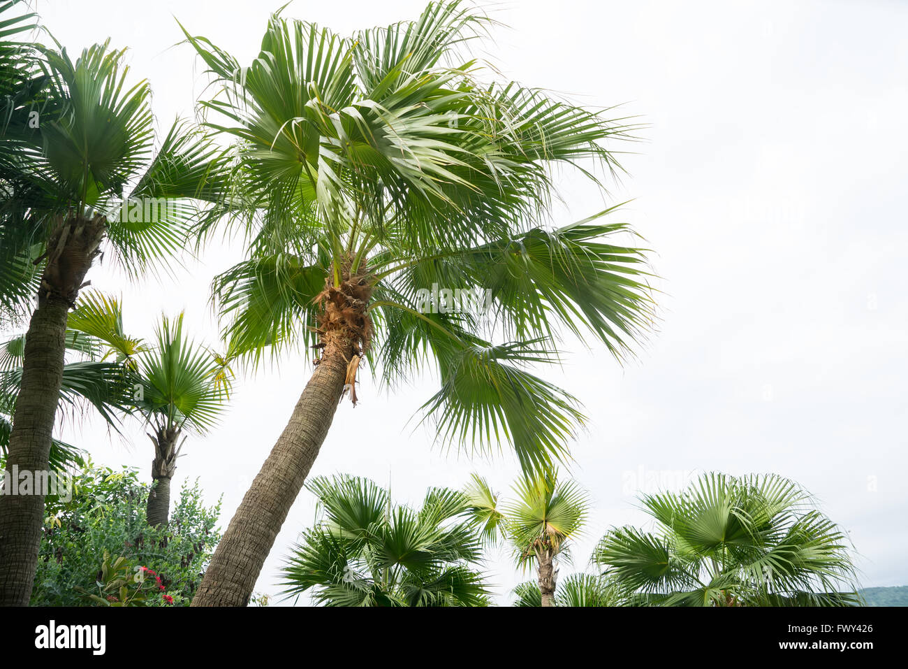 Palmier isolé sur fond blanc Banque D'Images