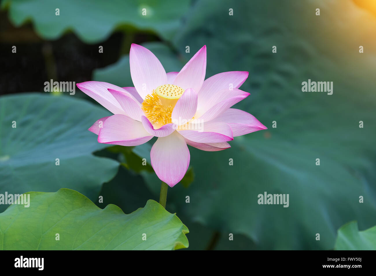 Fleur de Lotus et plantes fleur de lotus Banque D'Images