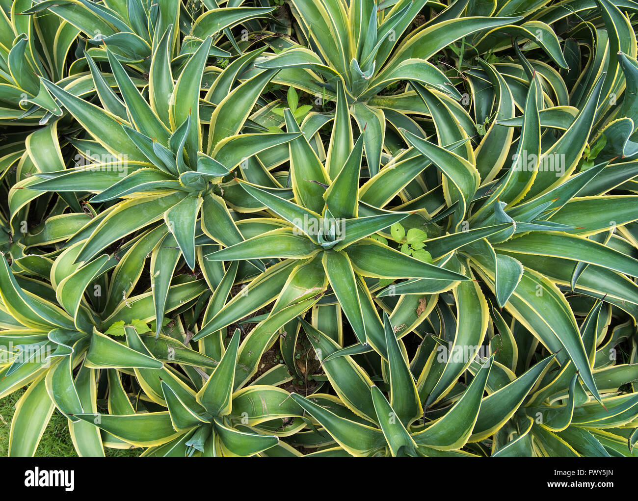 Les feuilles des plantes d'agave pointu Banque D'Images