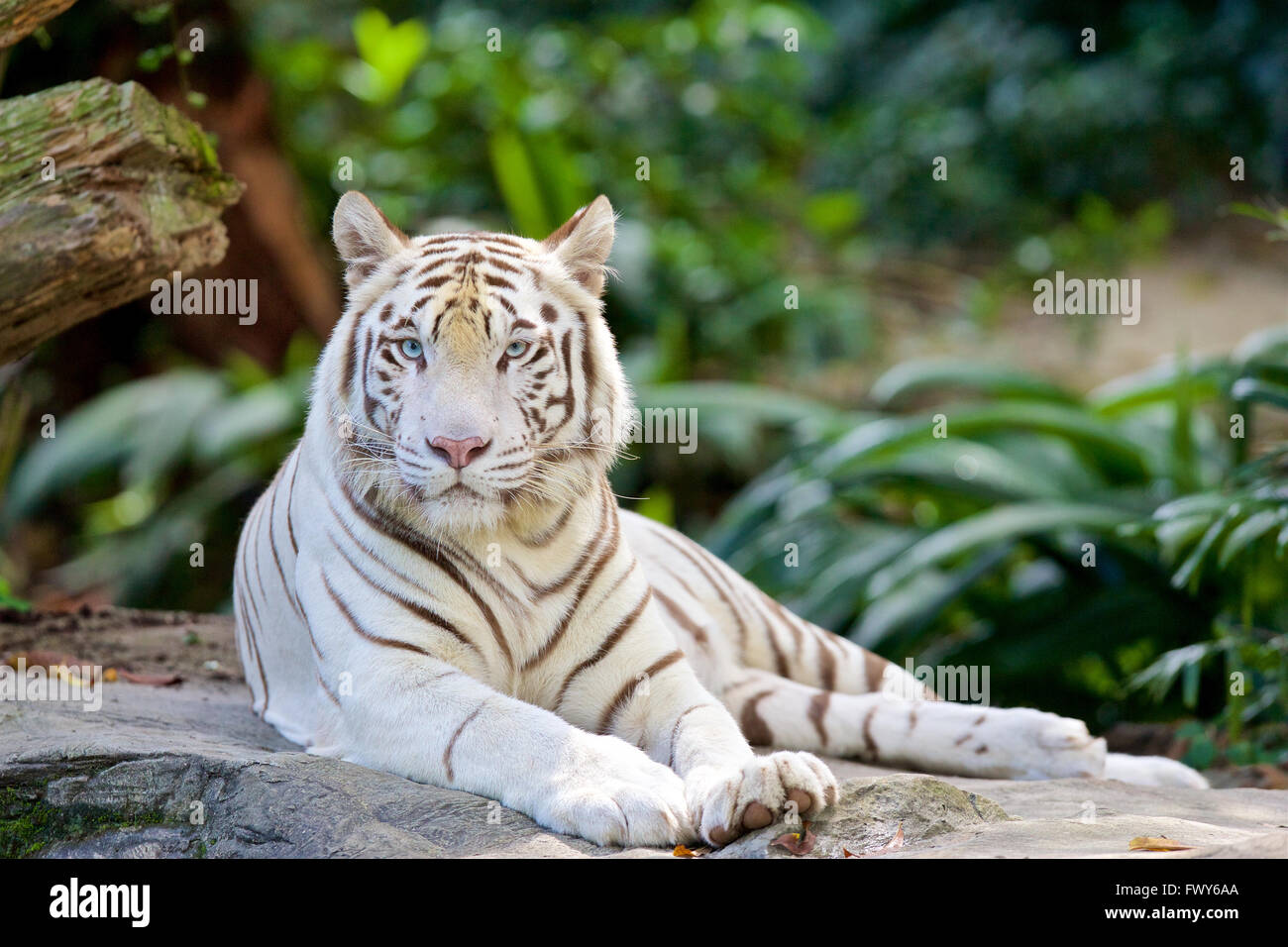White Tiger Blue Eyes Banque D Image Et Photos Alamy