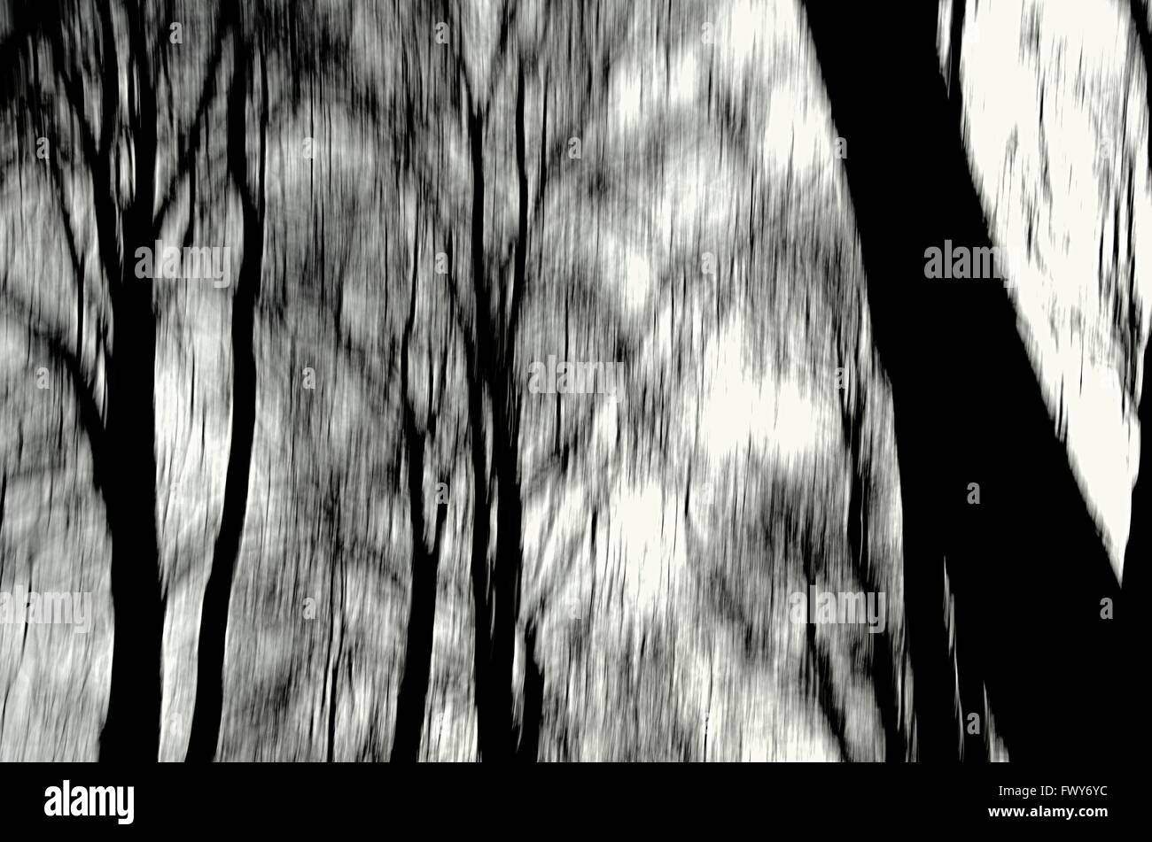 Flou artistique horizontale noir et blanc des arbres, des lignes horizontales. Banque D'Images