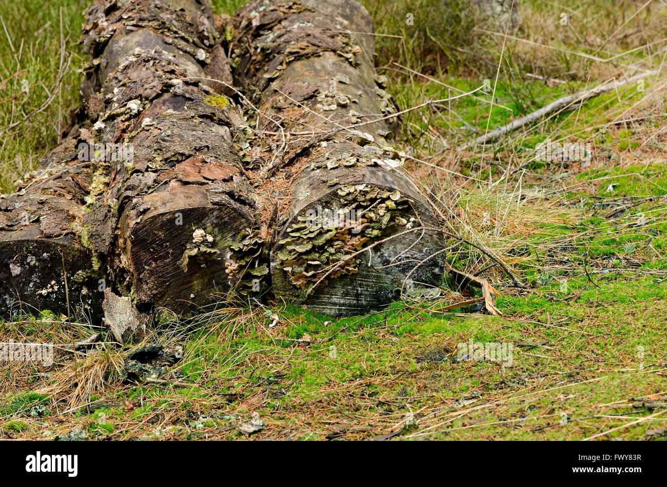 Groupe de couper des arbres sur les plaines d'herbe Banque D'Images