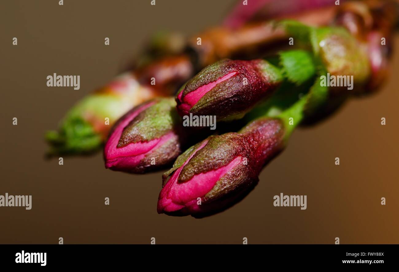 Groupe de plusieurs fleurs pourpre rouge isolé, arrière-plan. Banque D'Images