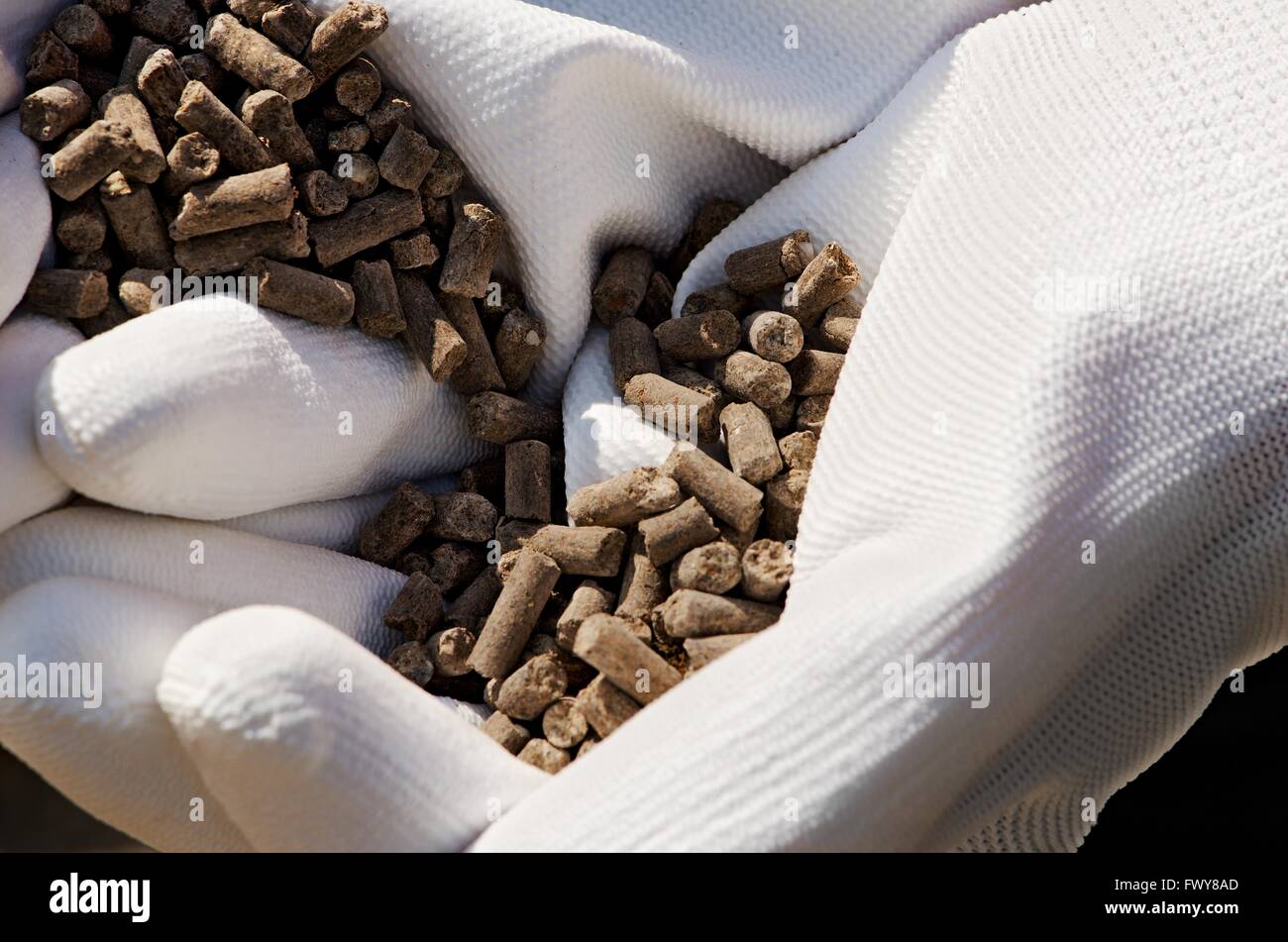 Granulés de fumier brun en gants blancs sur farmer's hands. Banque D'Images