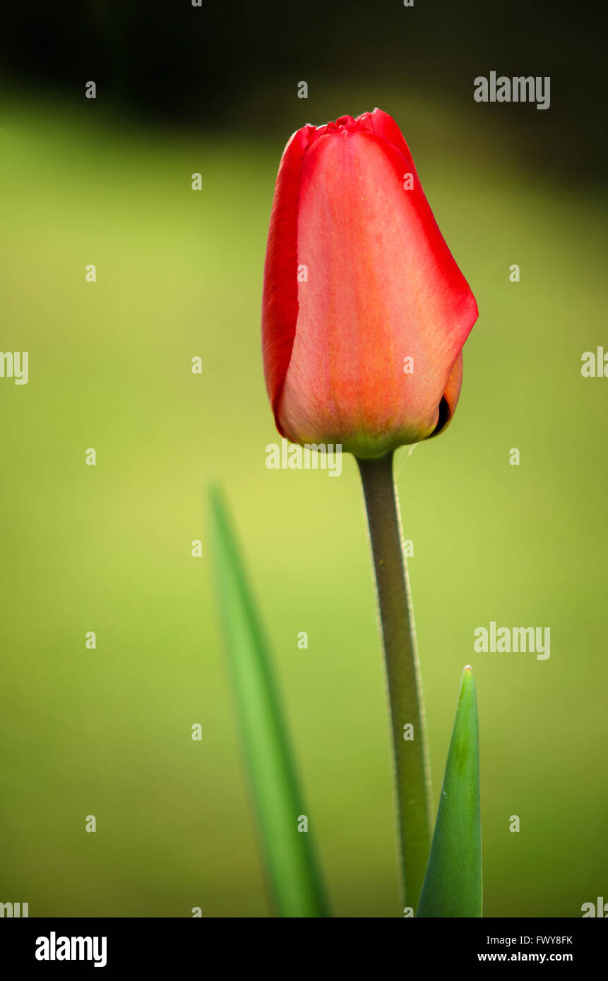Belle tulipe rouge détail isolé sur fond flou Banque D'Images