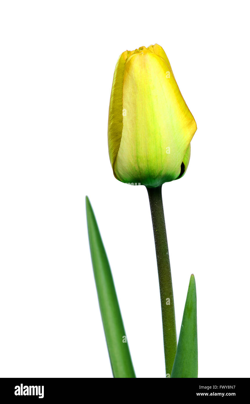 Belle tulipe jaune détail isolé sur fond blanc Banque D'Images