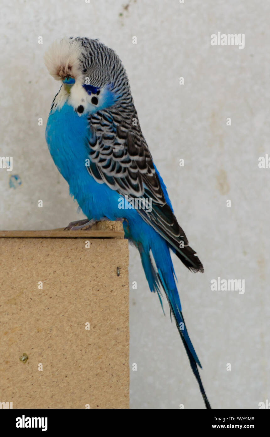 Séance d'oiseaux exotiques perroquet bleu Banque D'Images