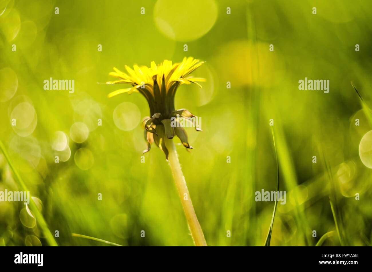 Détail de fleurs de pissenlit jaune fermé isolé sur fond vert flou. Banque D'Images