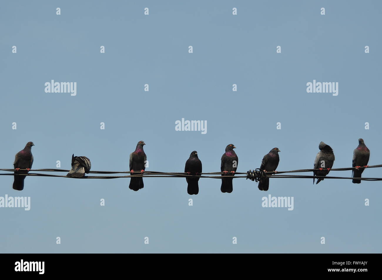 Un troupeau de pigeons reposant sur des câbles électriques Banque D'Images