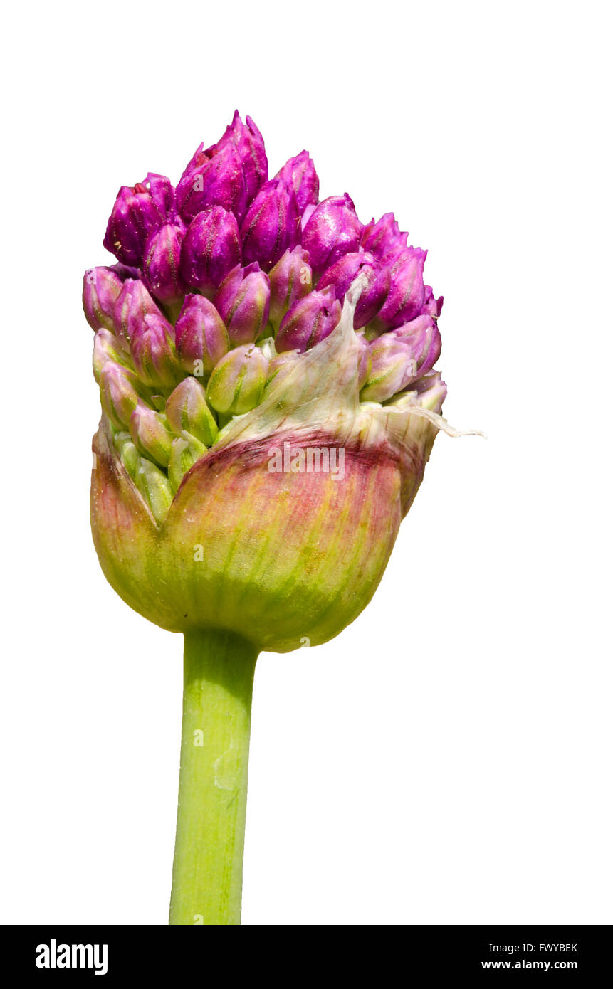 Purple pink garlic bud isolé sur fond blanc. Banque D'Images
