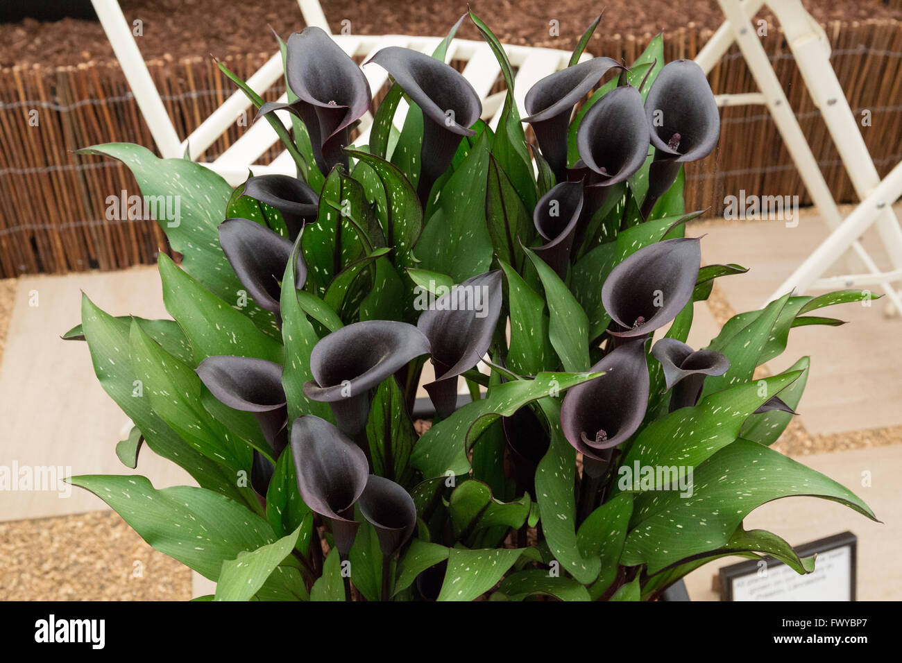 Plante à fleurs orchidée noire Photo Stock - Alamy