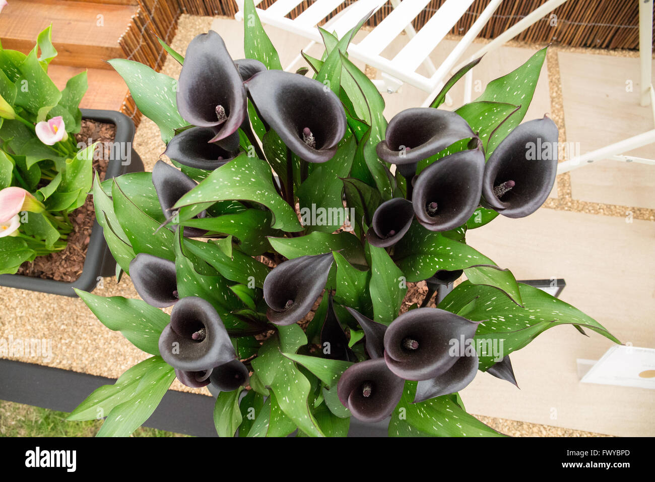Plante à fleurs orchidée noire Photo Stock - Alamy
