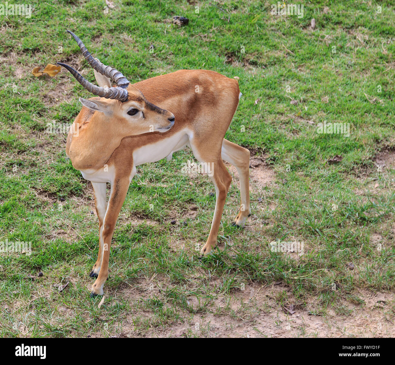 Antilope Impala mâle dans le Zoo Khao Kheow, Chonburi Thailande Banque D'Images