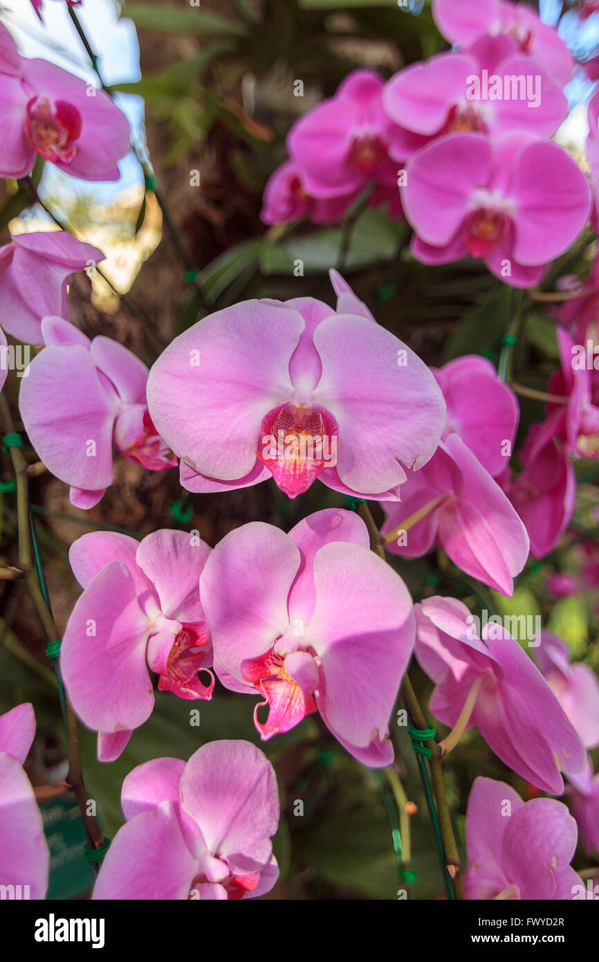 Belle orchidée, fleur rose dans le jardin sur le soleil du matin Banque D'Images