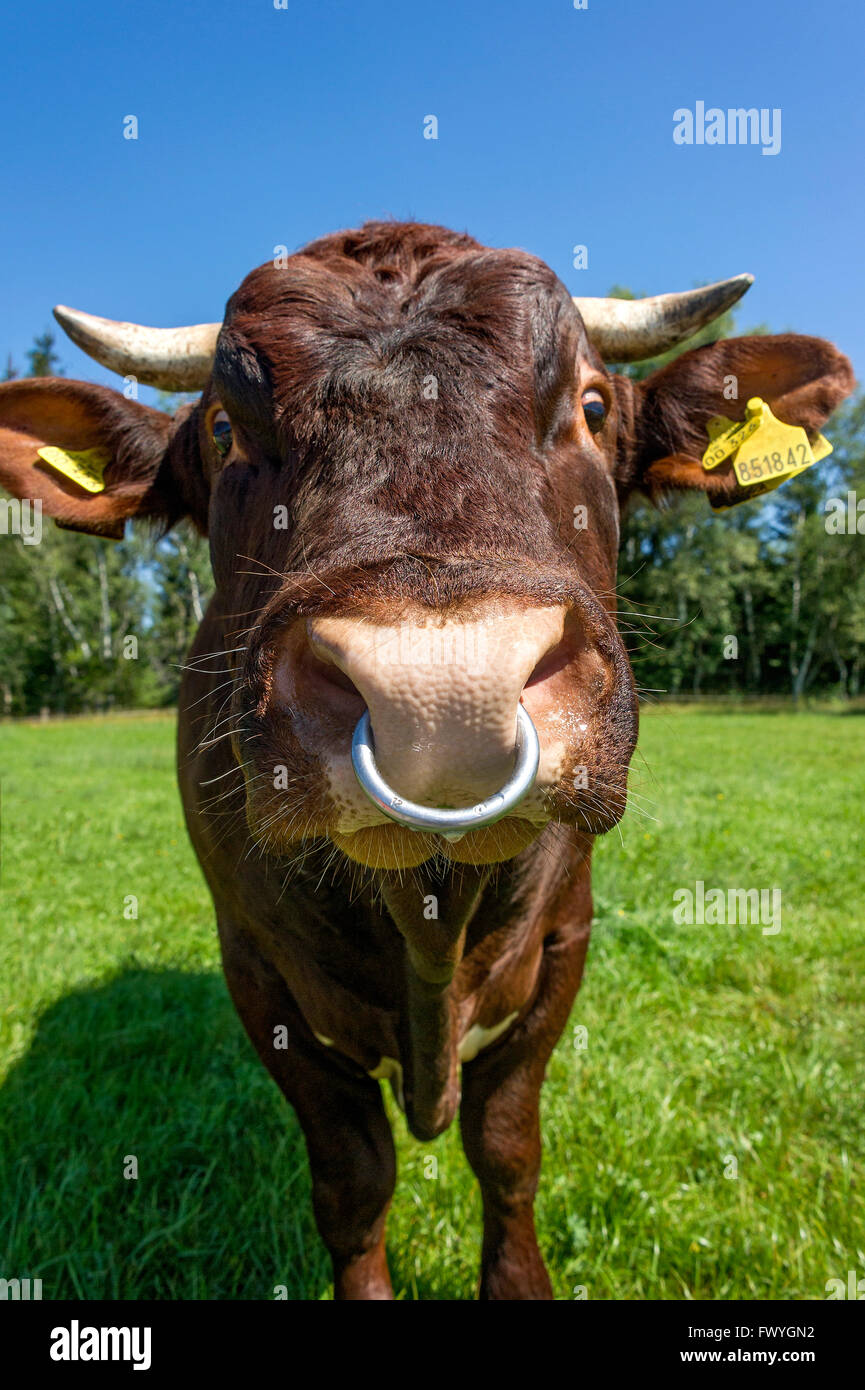 Anneau de nez de taureau Banque de photographies et d'images à haute  résolution - Alamy