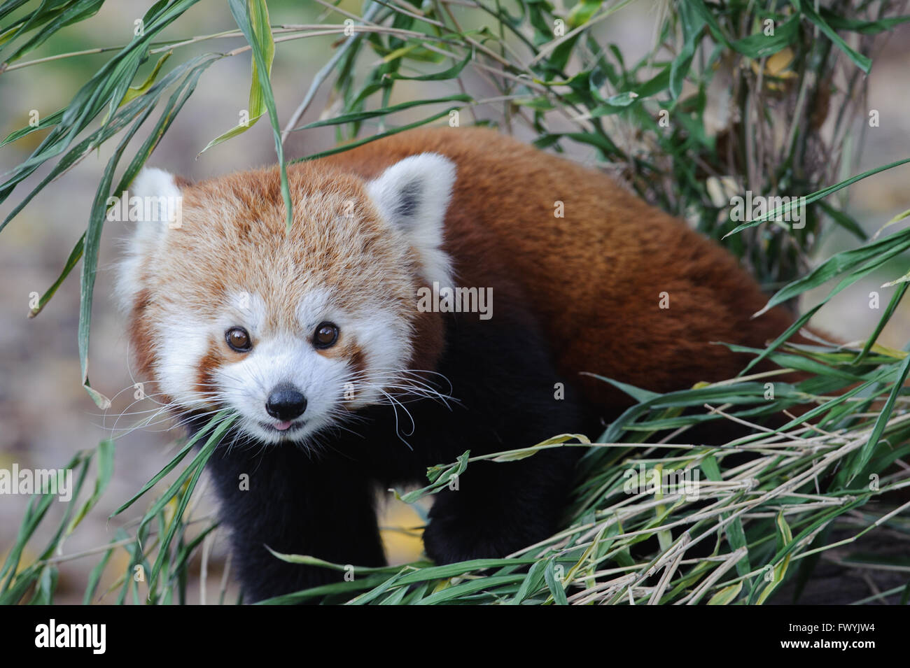 Le panda rouge dans le jardin zoologique de Bratislava Banque D'Images