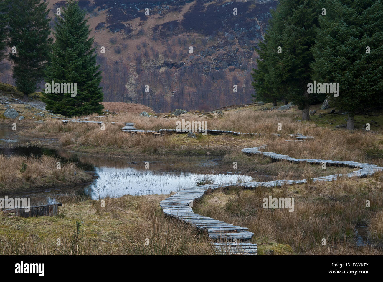 Promenade, forêt, ruisseau, brûler, Gill, des bois, les coupes à blanc, bois, pin, mélèze, conifère, bois, terres humides, inondés, ma Banque D'Images