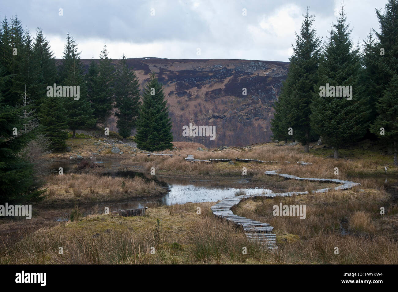 Promenade, forêt, ruisseau, brûler, Gill, des bois, les coupes à blanc, bois, pin, mélèze, conifère, bois, terres humides, inondés, ma Banque D'Images