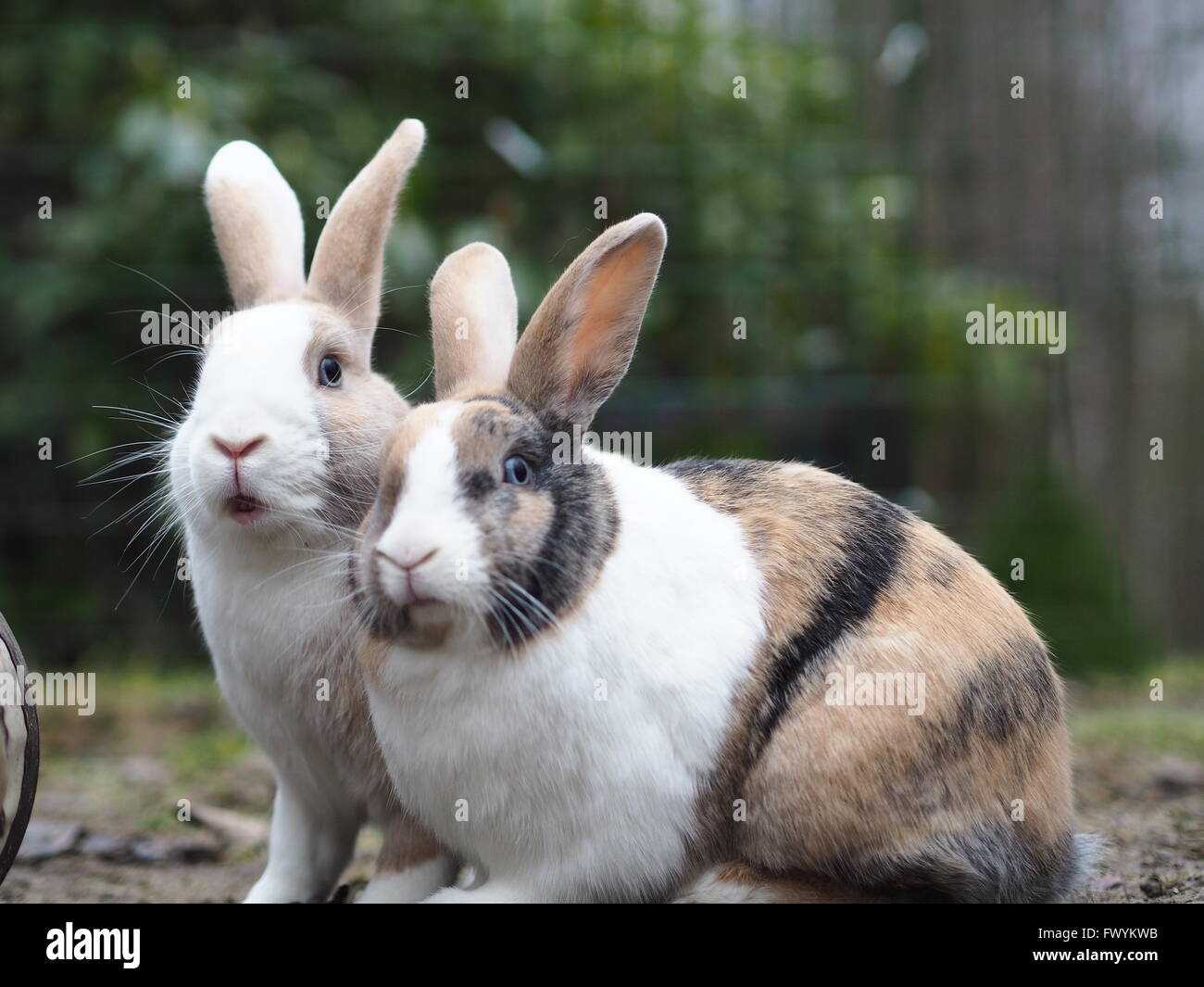 Deux lapins à l'extérieur à la recherche dans l'appareil photo Banque D'Images