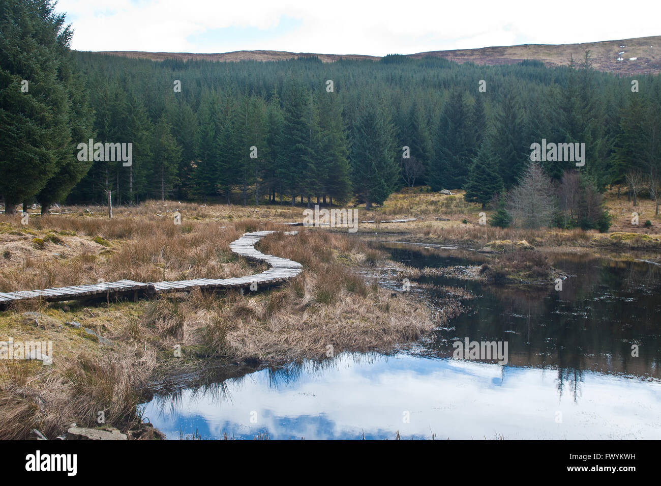 Promenade, forêt, ruisseau, brûler, Gill, des bois, les coupes à blanc, bois, pin, mélèze, conifère, bois, terres humides, inondés, ma Banque D'Images