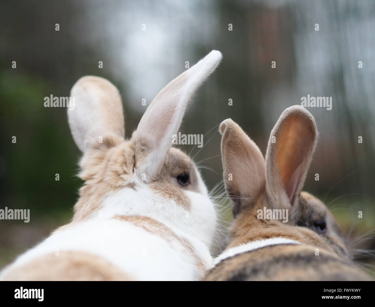 Deux lapins à l'extérieur à la recherche dans l'horizon Banque D'Images