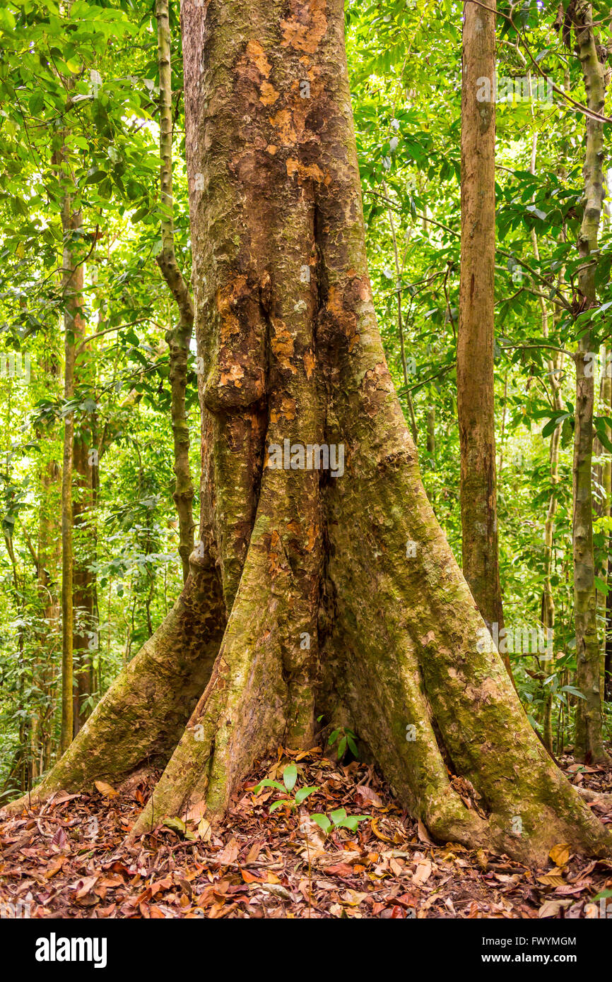 Péninsule de Osa, COSTA RICA - Royal acajou, bois tropical, dans la forêt primaire. Carapa guianensis Banque D'Images