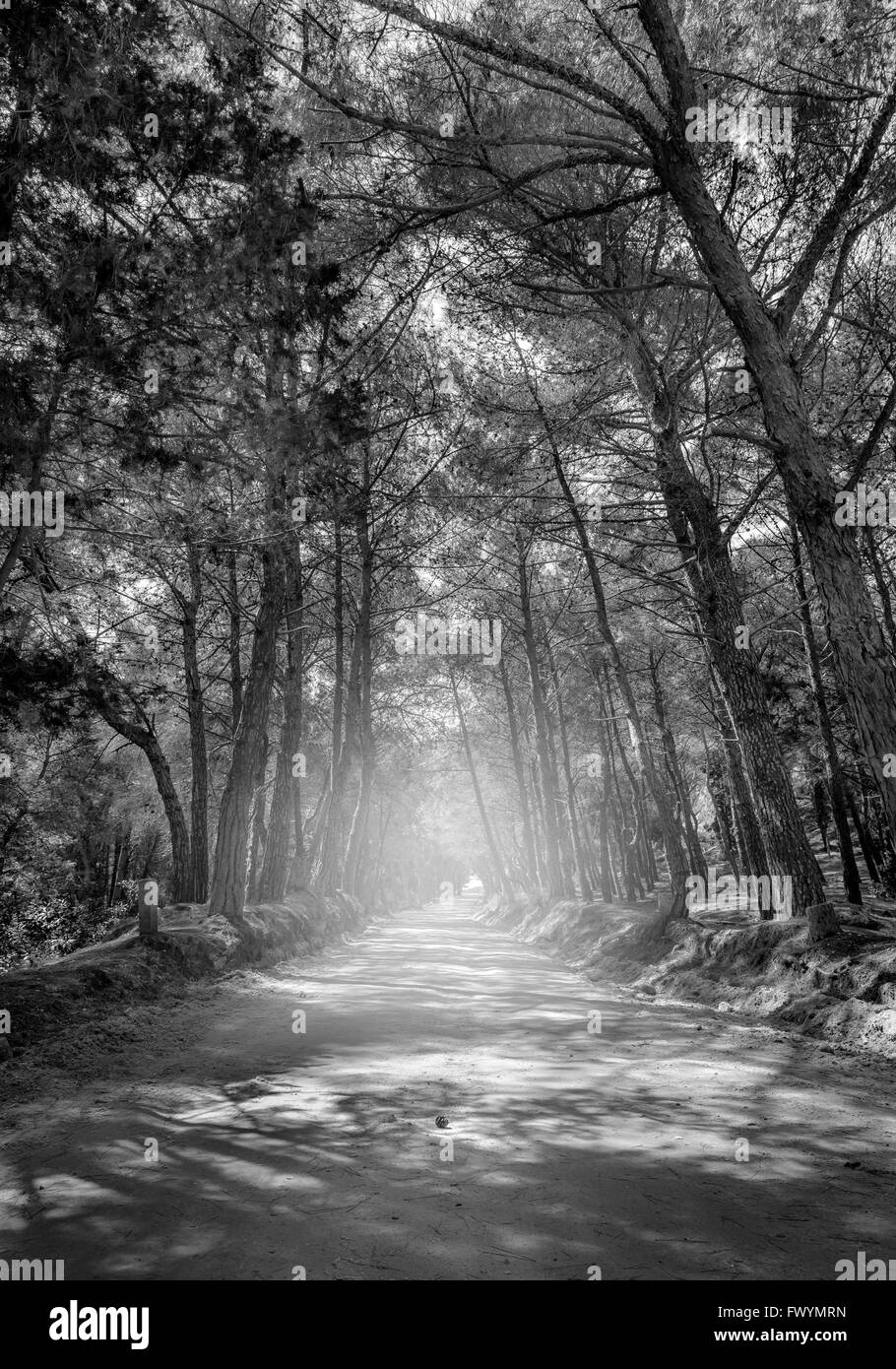 Le noir et blanc route forestière sur l'île de Kos, Grèce Banque D'Images