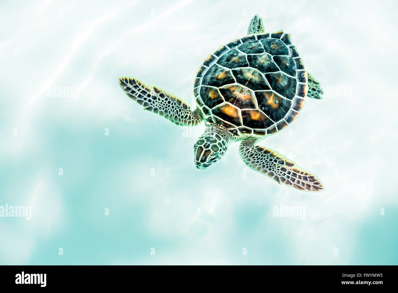 Close Up Of Cute Baby Tortue Dans L Eau Turquoise Photo Stock Alamy