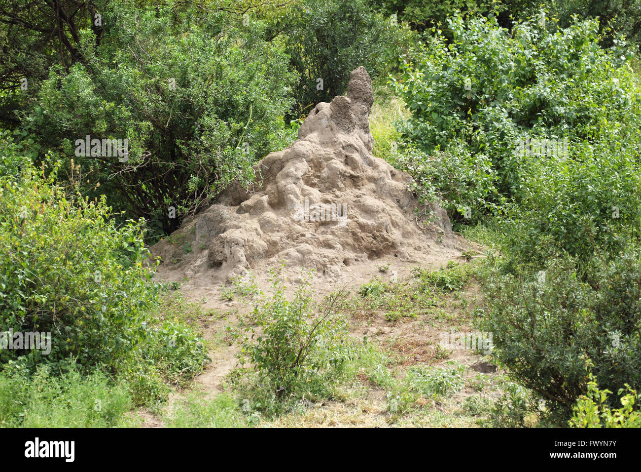 Vue sur les termites fourmilière dans la forêt ensoleillée Banque D'Images