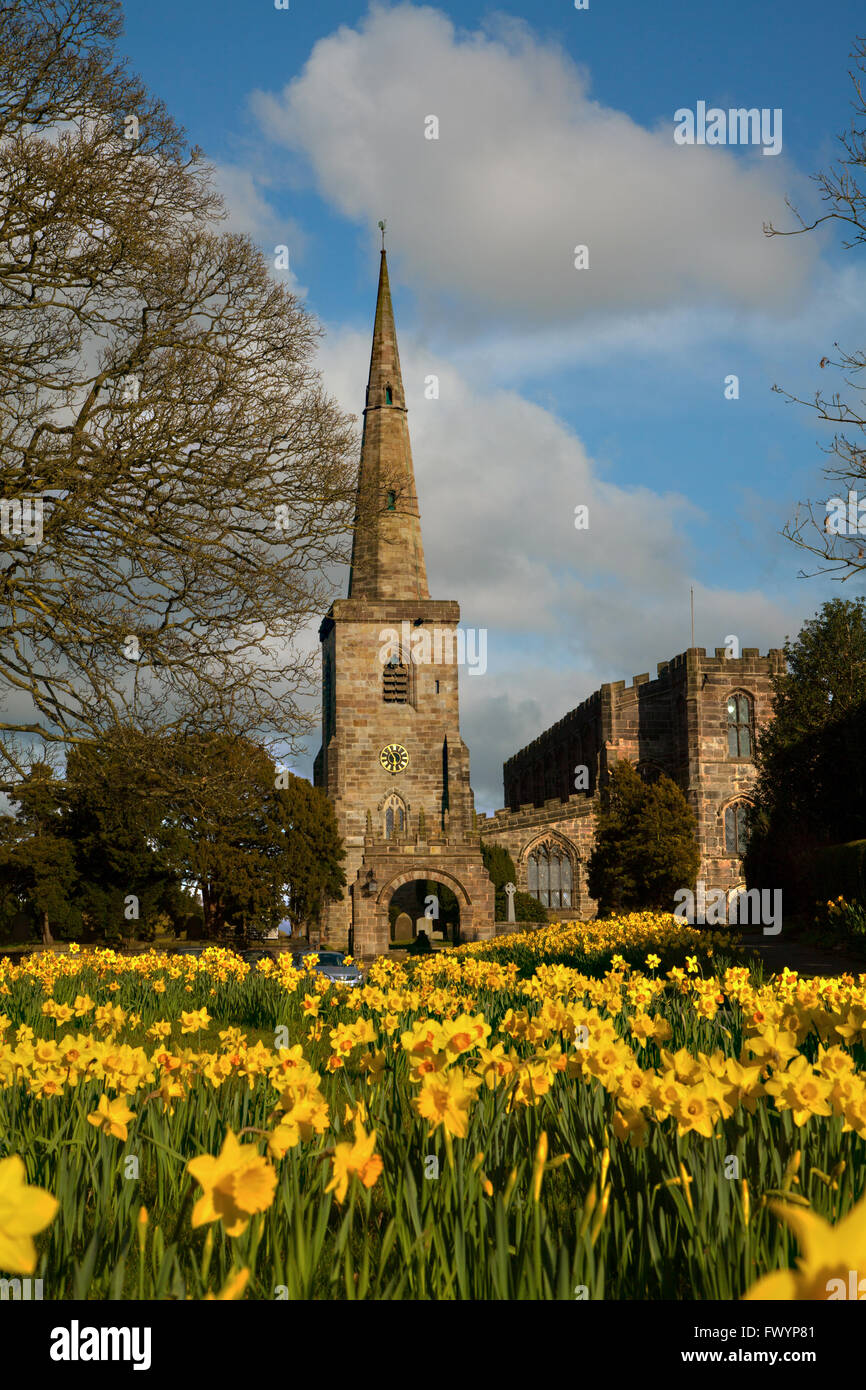 Église paroissiale de St Mary à Astbury près de Congleton Cheshire Angleterre debout sur le village vert et jonquilles en fleur dedans printemps Banque D'Images