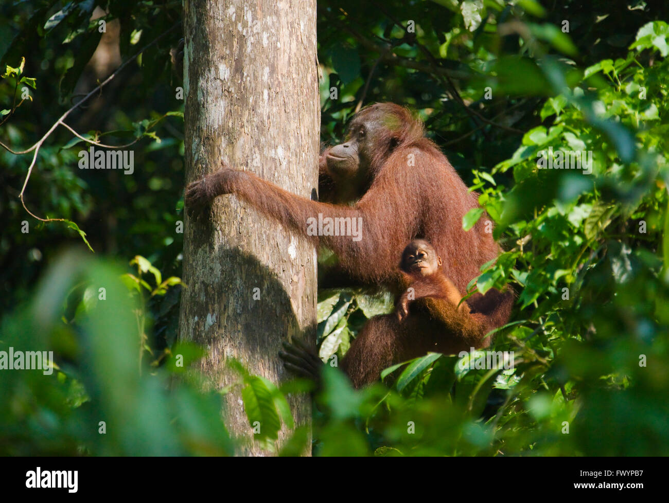 Les orangs-outans, mère de cub, dans la jungle, Sandakan, Malaisie, Bornéo Banque D'Images