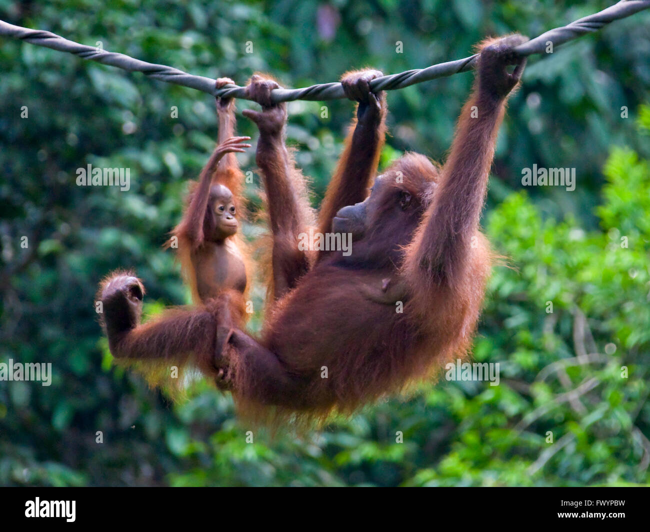 Les orangs-outans, mère de cub, dans la jungle, Sandakan, Malaisie, Bornéo Banque D'Images