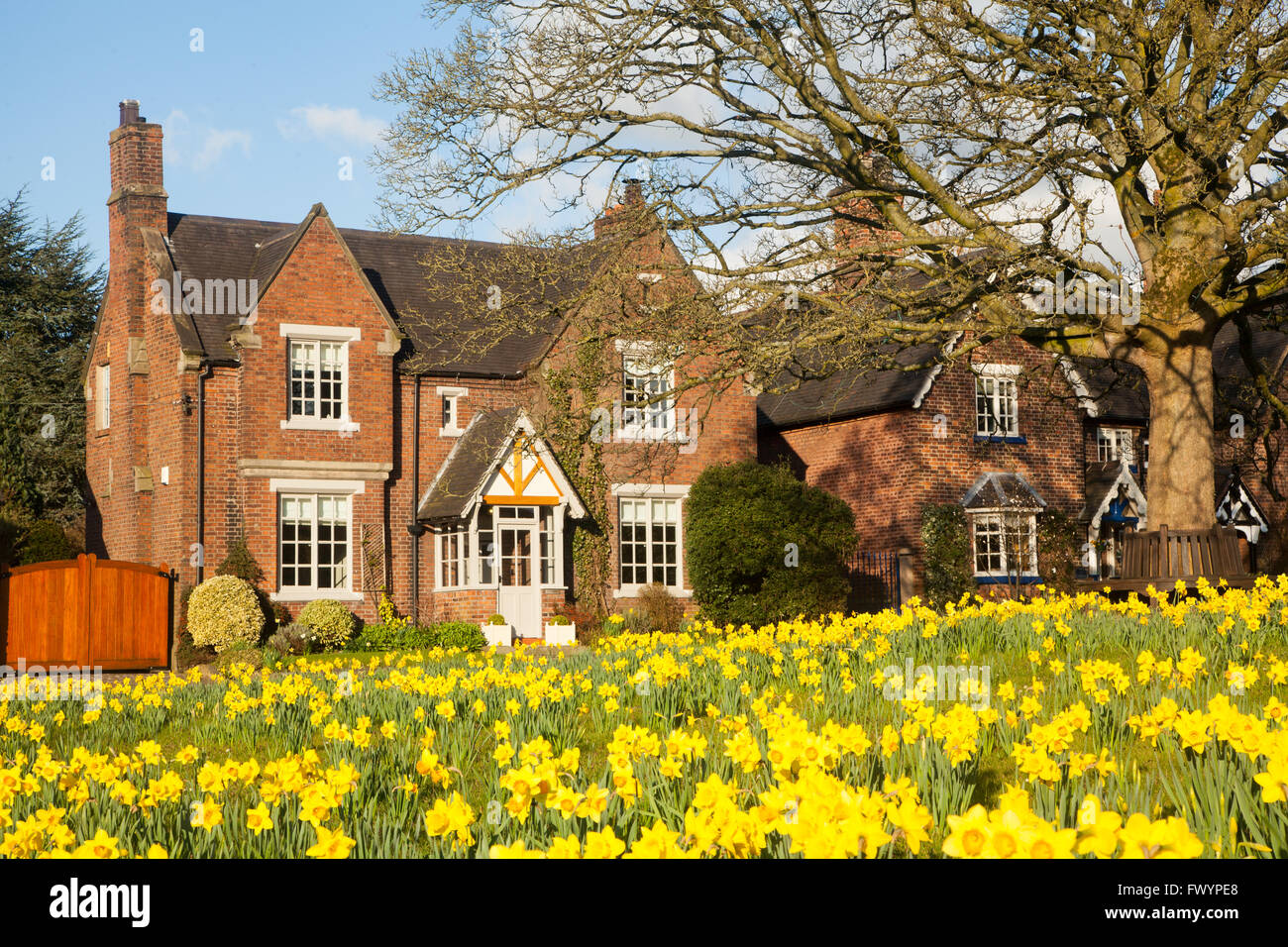 Chalet de campagne sur le village vert à Astbury près de Congleton Cheshire avec le village vert et jonquilles Banque D'Images