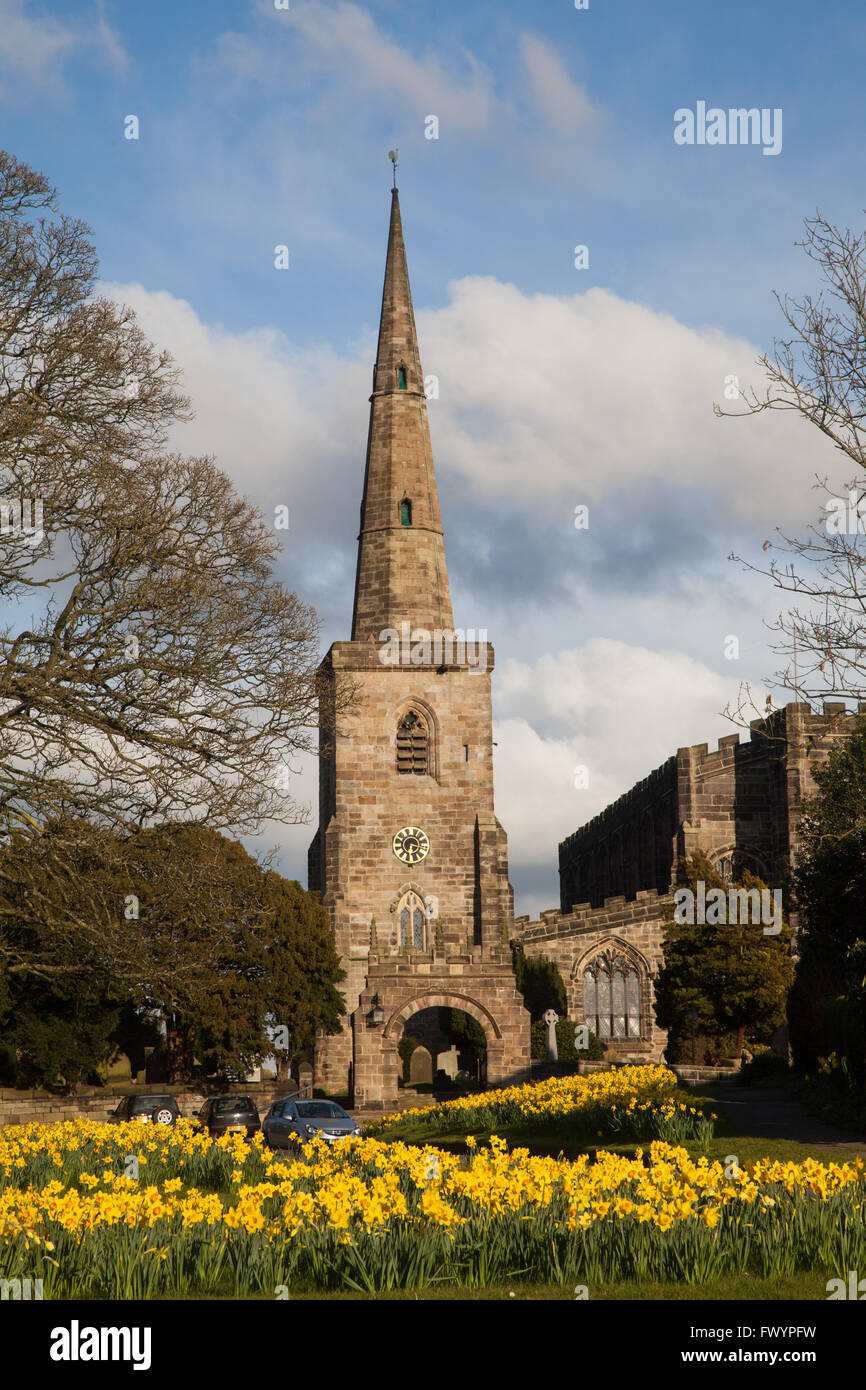 Église paroissiale de St Mary à Astbury près de Congleton Cheshire Angleterre debout sur le village vert et jonquilles en fleur dedans printemps Banque D'Images