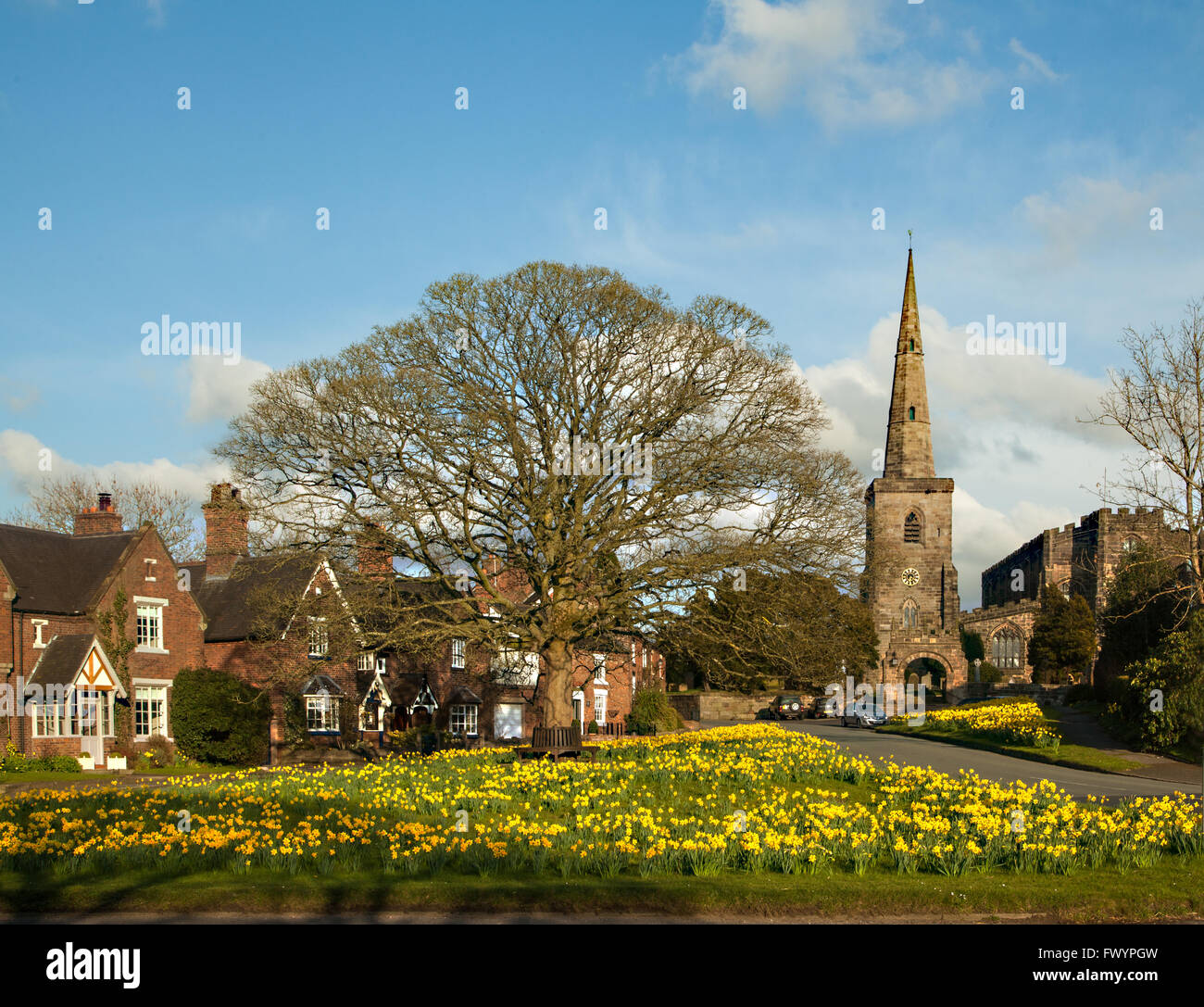 Église paroissiale de St Mary à Astbury près de Congleton Cheshire Angleterre debout sur le village vert et jonquilles en fleur dedans printemps Banque D'Images