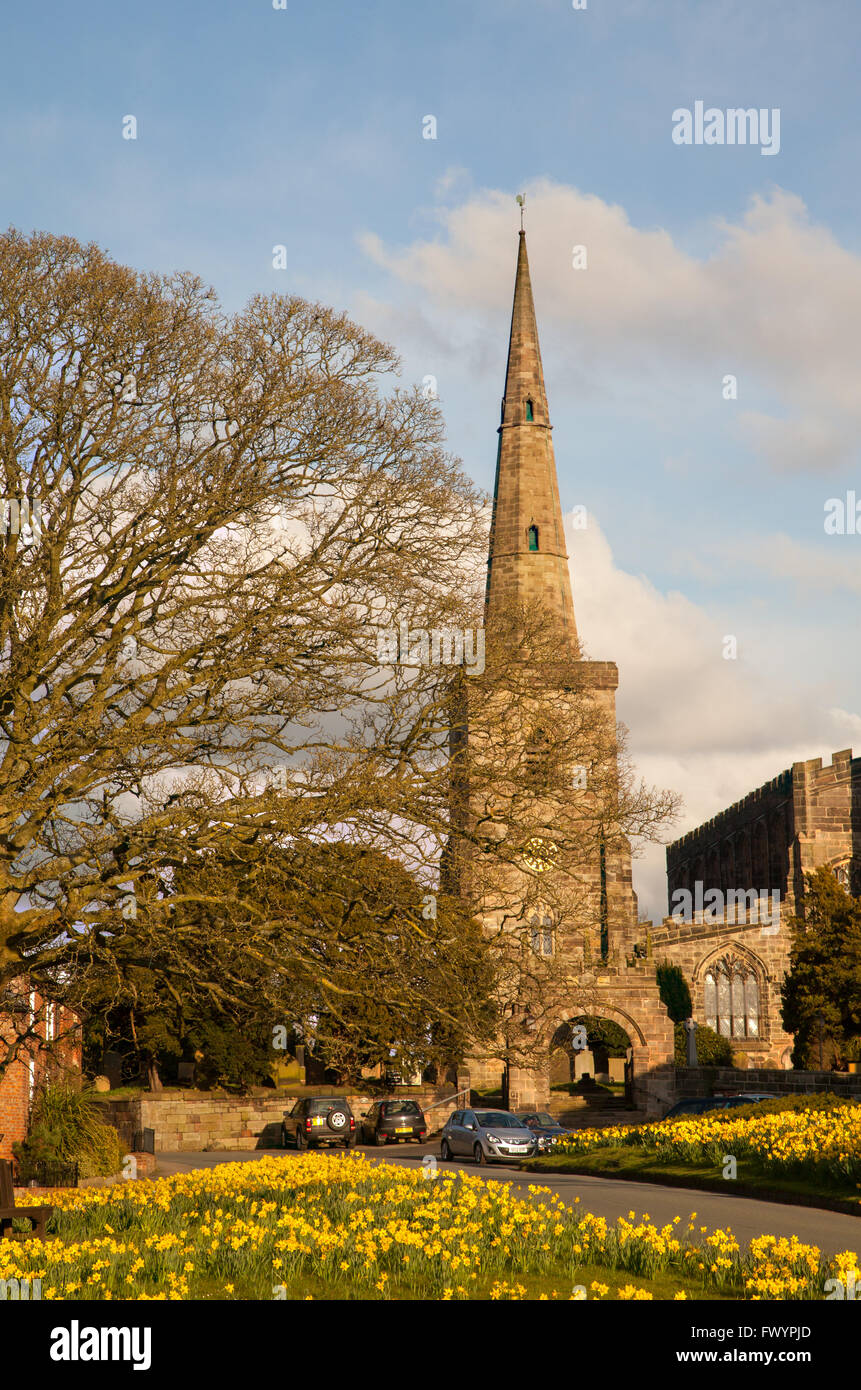 Église paroissiale de St Mary à Astbury près de Congleton Cheshire Angleterre debout sur le village vert et jonquilles en fleur dedans printemps Banque D'Images