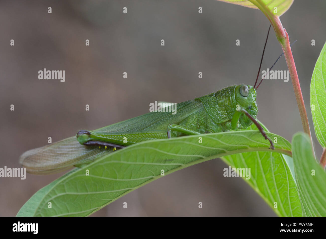 Une grande sauterelle verte repose sur une feuille,Cebu City,Philippines Banque D'Images