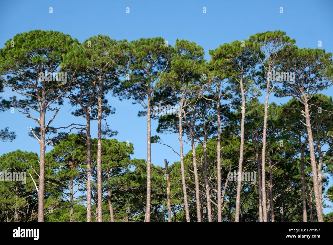 Arbres par Sabal palmetto beach à chasser le Island State Park, South Carolina, USA Banque D'Images