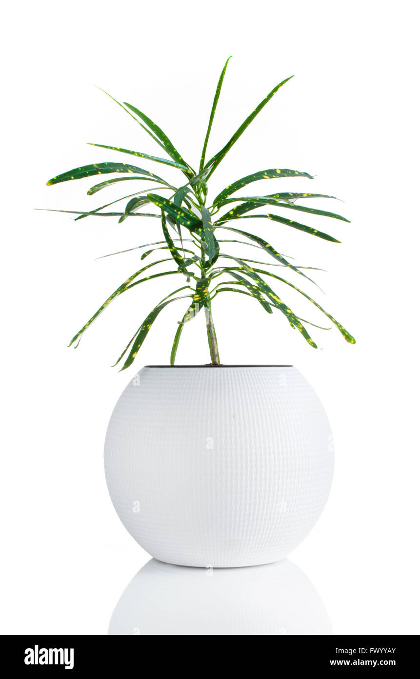 Belle plante en pot blanc isolé sur fond blanc. Banque D'Images