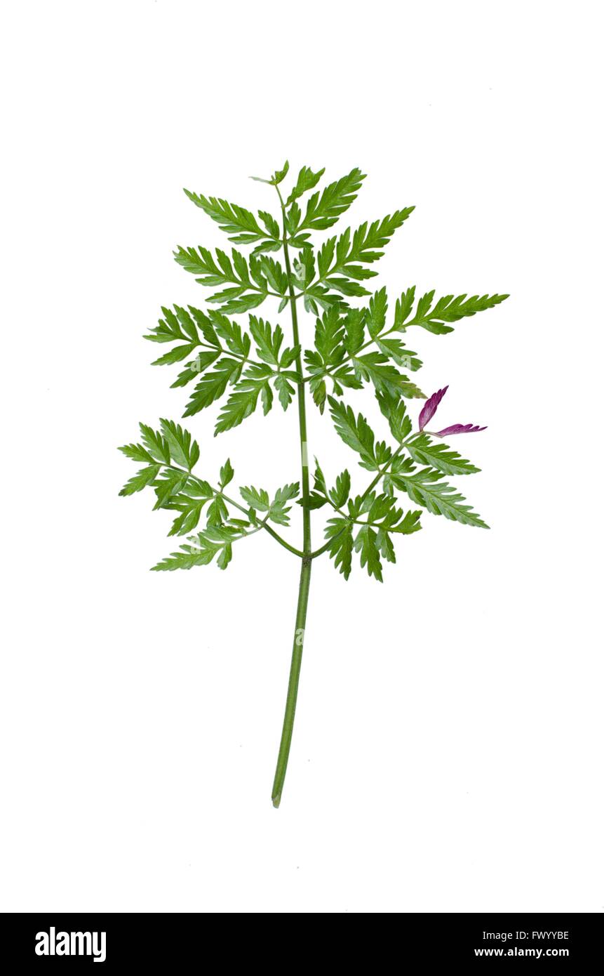 Feuilles de persil de vache frais isolé sur fond blanc. Banque D'Images
