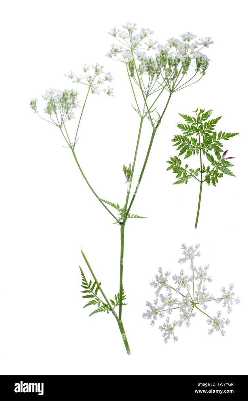 Cow parsley isolé sur fond blanc avec des détails de fleurs et de feuilles à côté. Banque D'Images