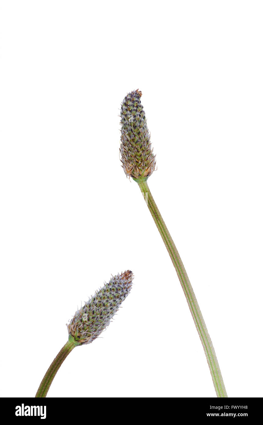 Deux Plantago lanceolata fleurit avec tige isolé sur fond blanc. Banque D'Images