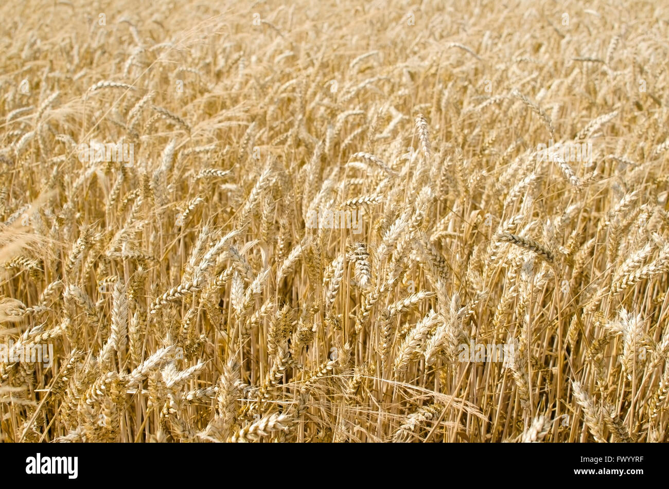 La texture d'un champ de blé en. Banque D'Images