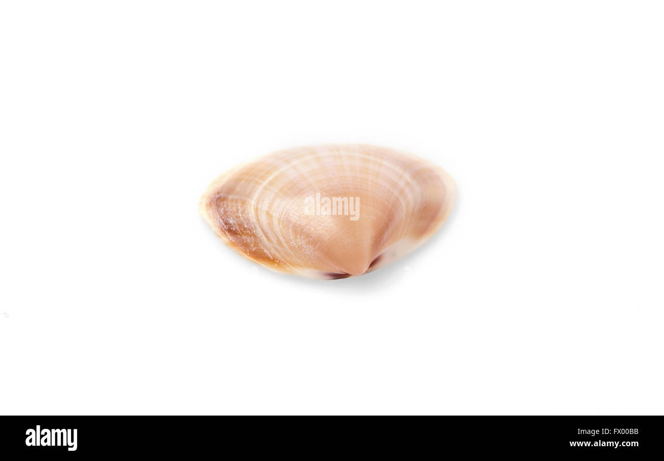 Cerastoderma sea shell isolé sur fond blanc. Banque D'Images