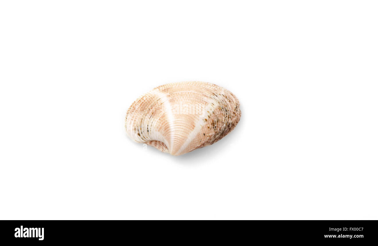 Sea shell avec isolé sur fond blanc. Banque D'Images