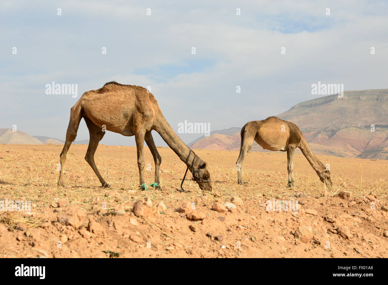 Deux chameaux en laisse dans le profil en regardant le pâturage dans un désert aride à sec avec des montagnes en arrière-plan sous les nuages vaporeux au Maroc Banque D'Images