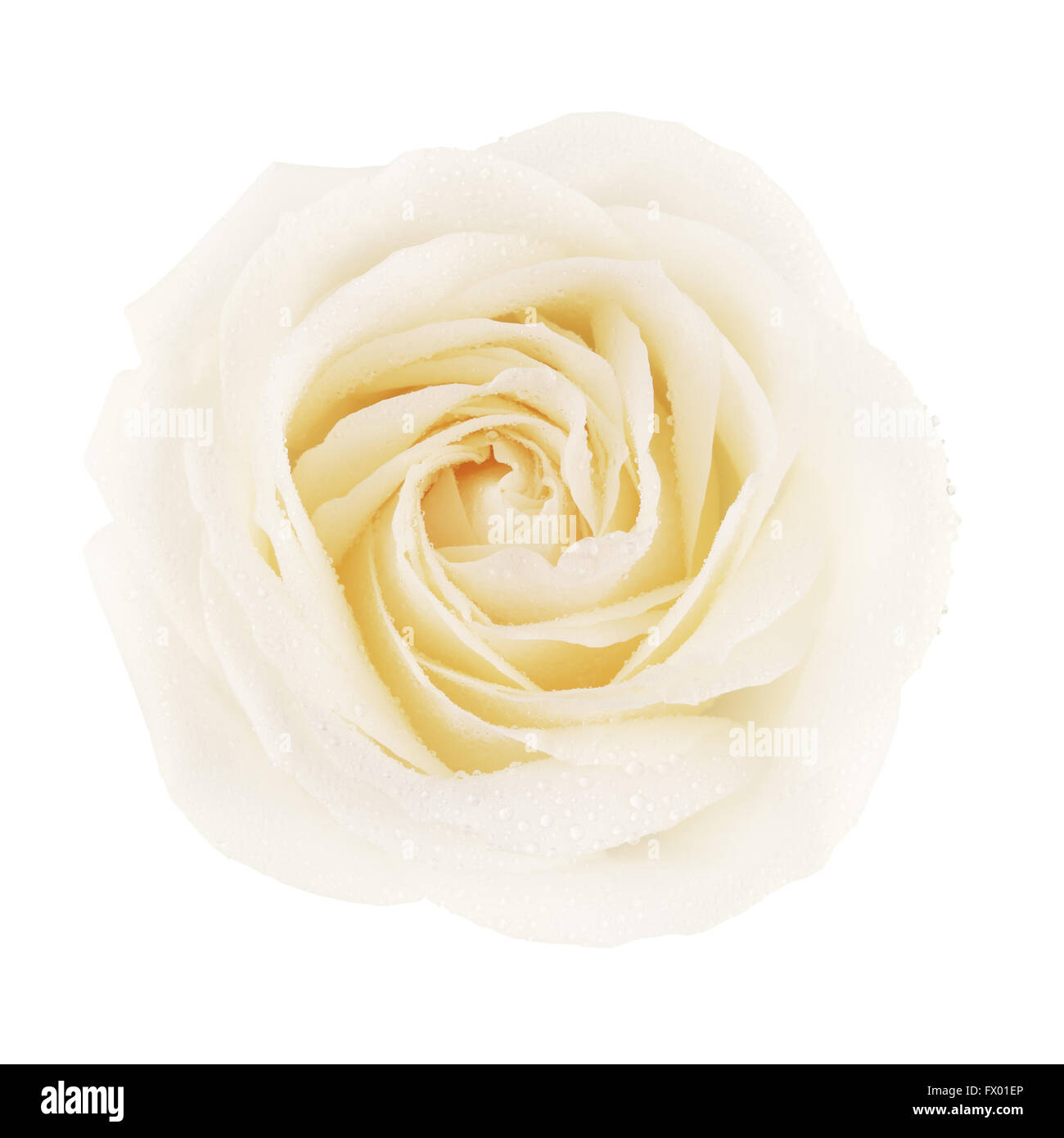 Fleur rose crème unique, isolé sur blanc, vue d'en haut Banque D'Images